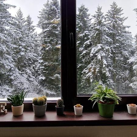 Pine Tree Apartment / Borovets Gardens Esterno foto